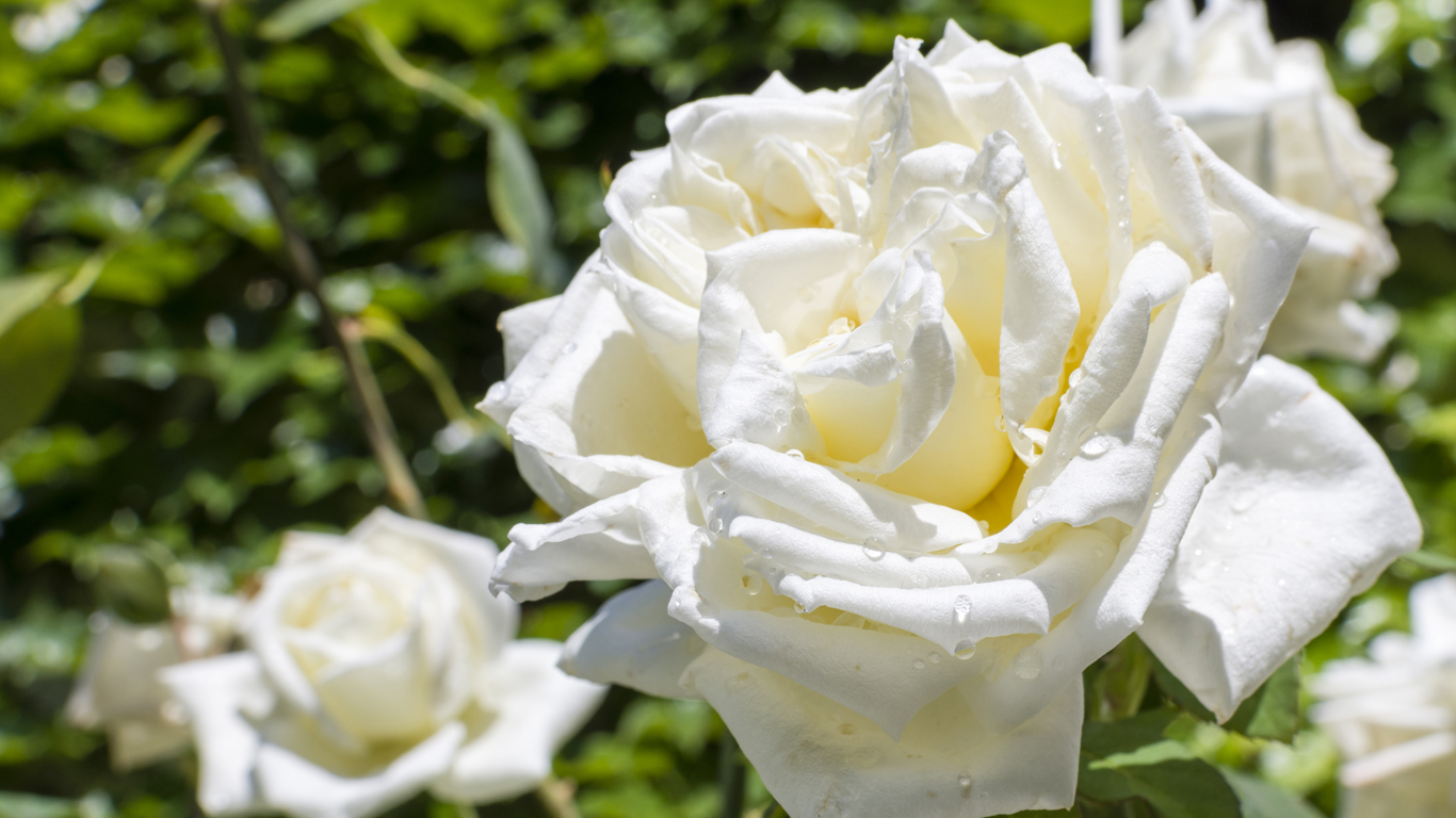 White Rose