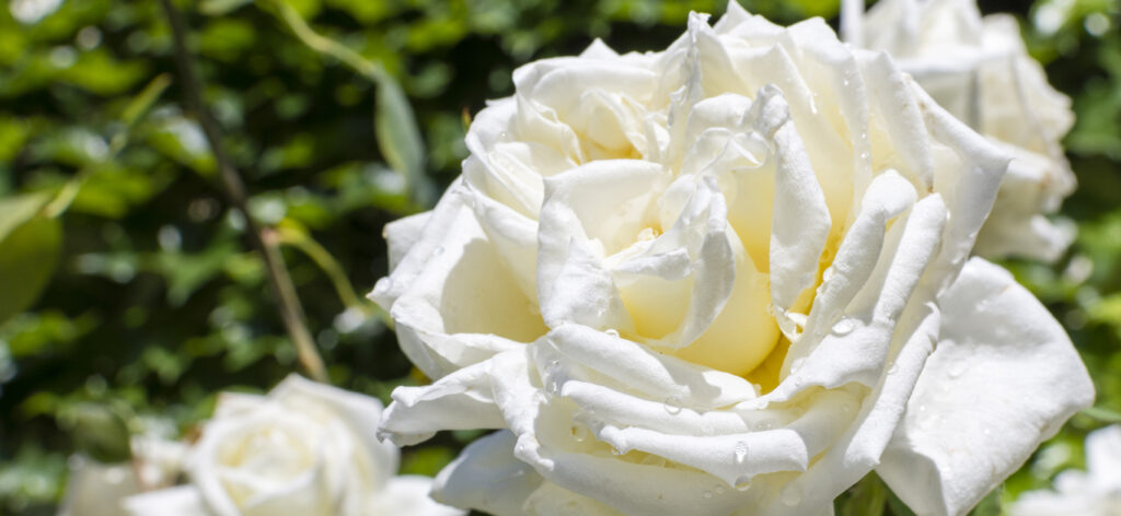 Rose Awareness Week: Flower Arrangements for your Home