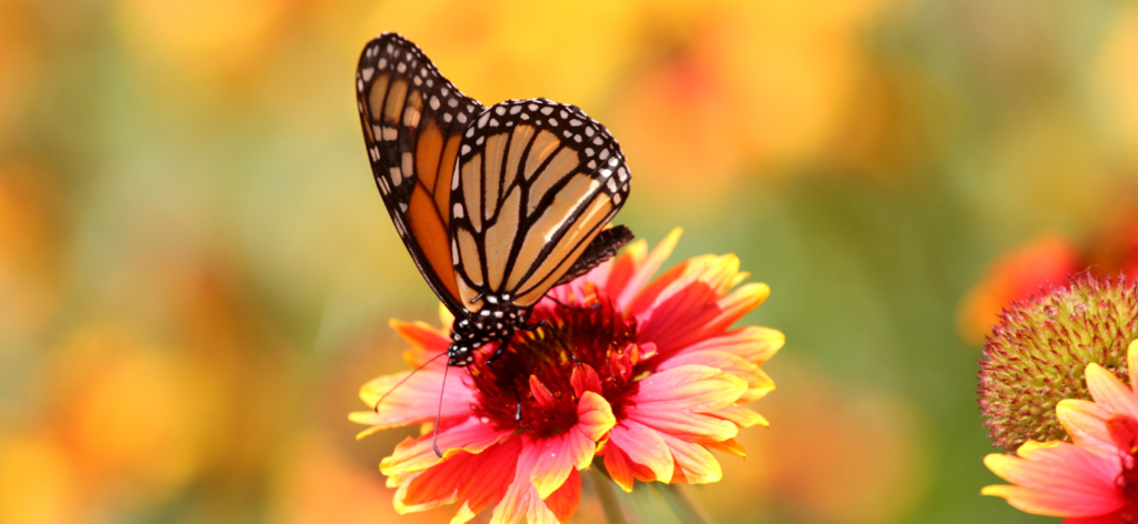How to grow a butterfly friendly garden