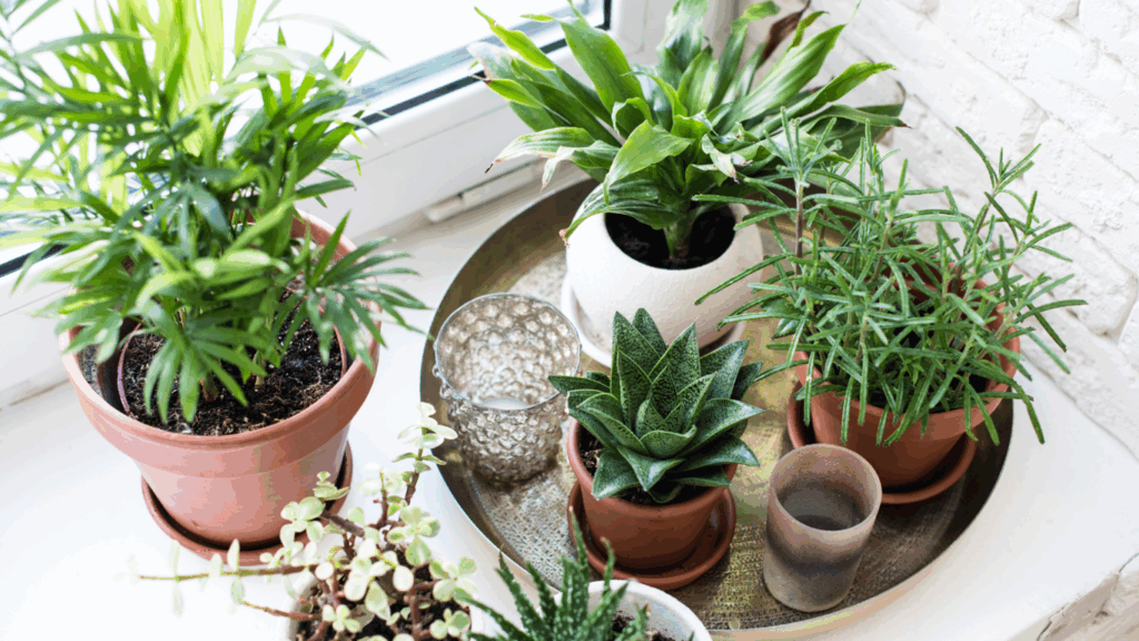 The top 5 health benefits of houseplants in your home