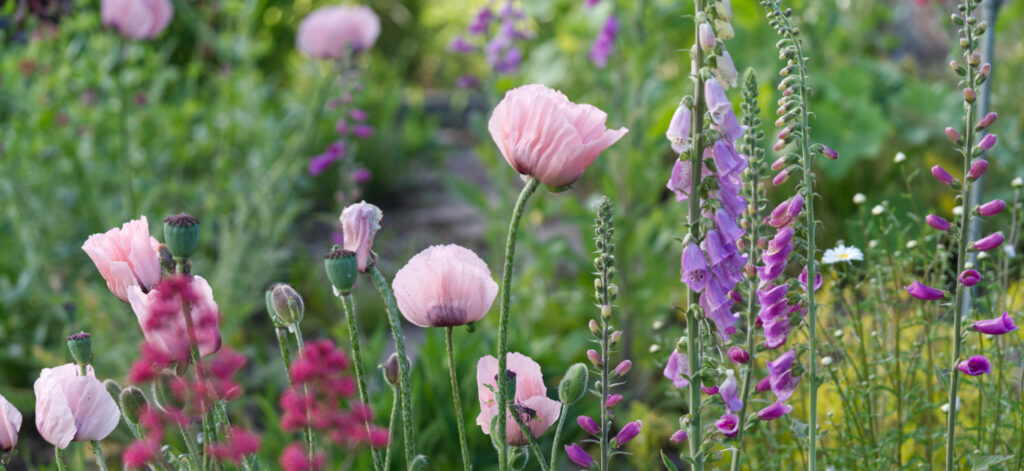 Britain in bloom