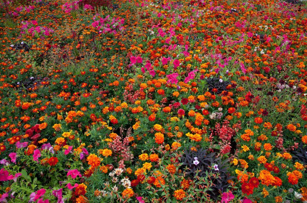 Floral Fabrics: Celebrating RHS Chelsea Flower Show